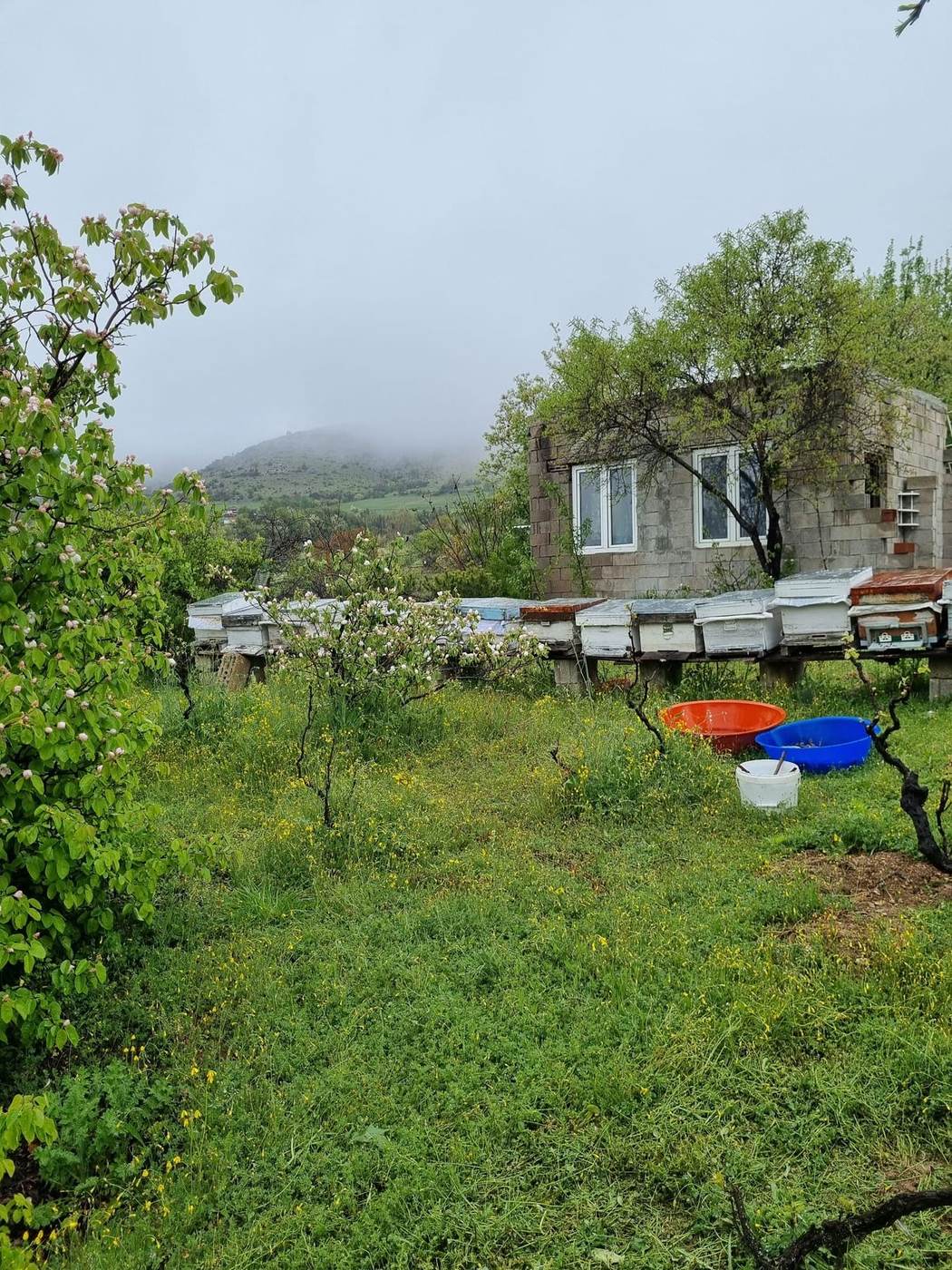 Zile'deki bağ evimiz ve kovanlarımız